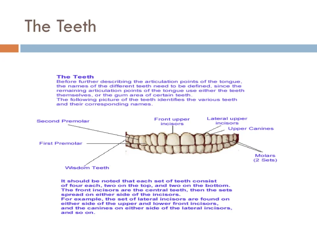 Learn about teeth in Arabic.