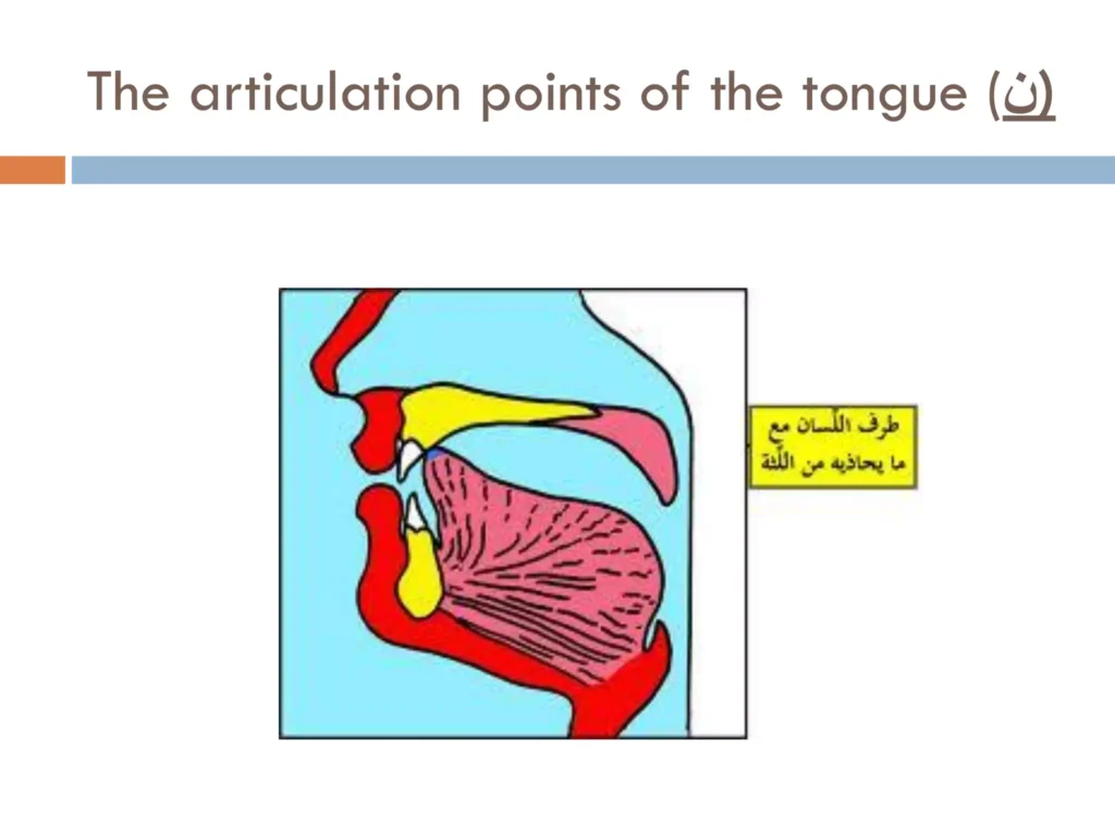 The Articulation Points of The Letter Noon in Arabic