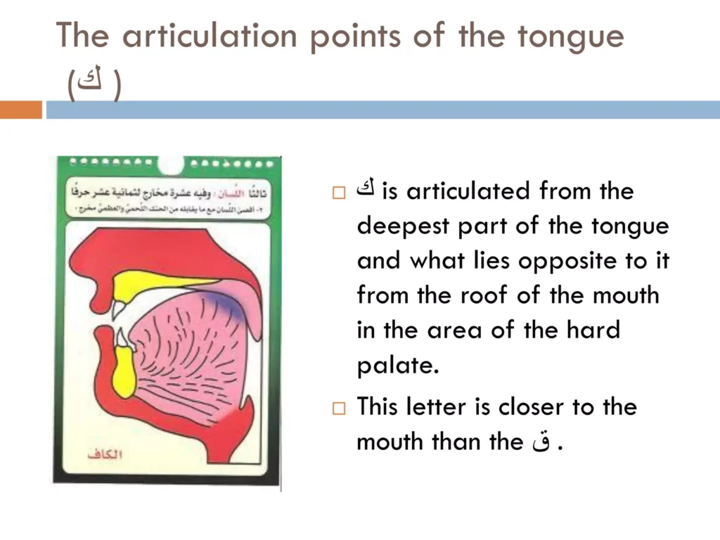 The Articulation Points of the Tongue The Letter Kaaf in Tajweed