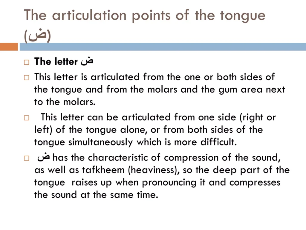The Articulation Points of the Tongue The Letter Ḍād in Arabic