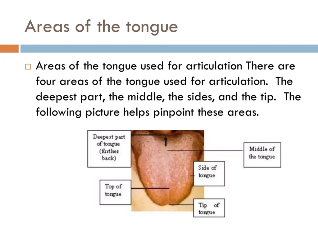 Learn The Articulation points and areas of tongue.