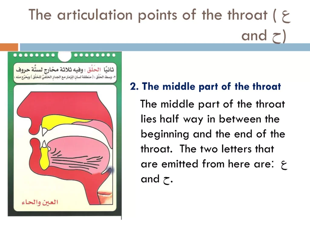 The Articulation points of throat letters Ayn and Haa in Engish.